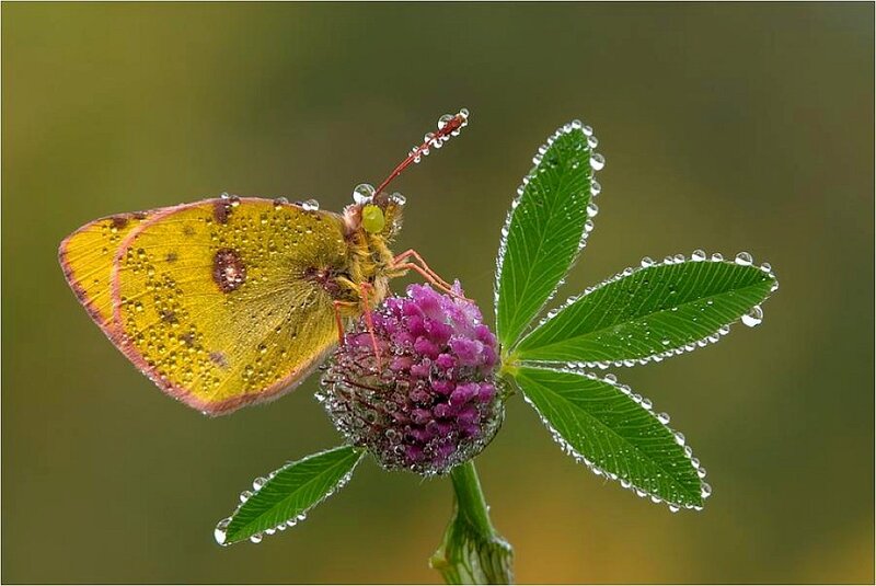 Butterfly on a dew-covered flower