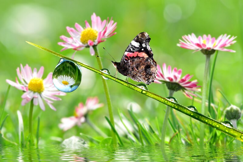 Butterfly on a dew-covered stem