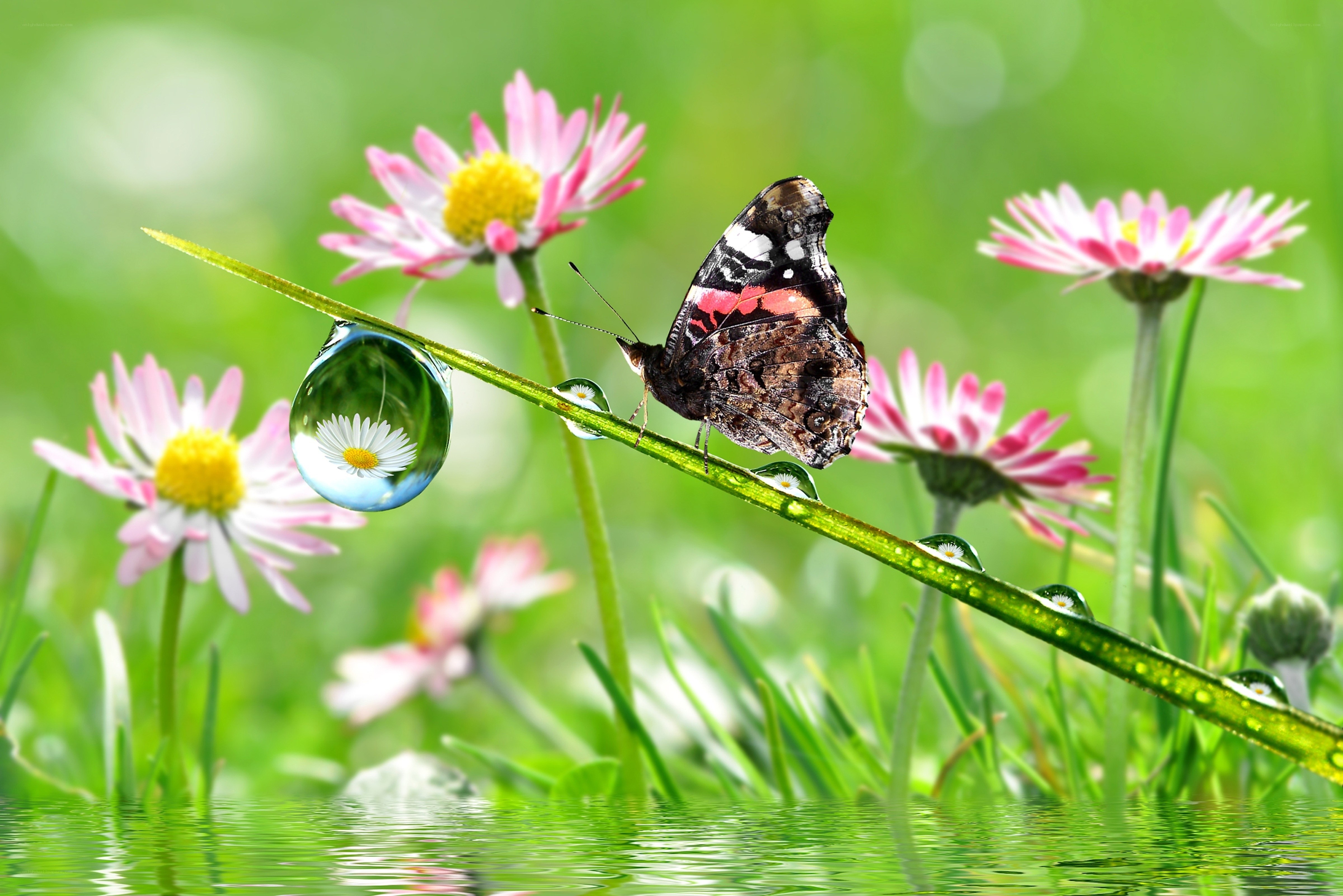 Butterfly on a dew-covered stem