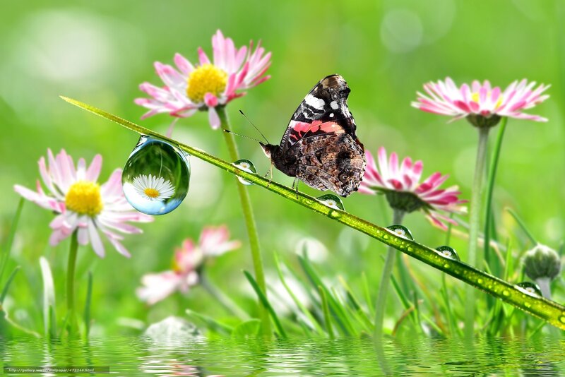 Butterfly on a dew-covered stem