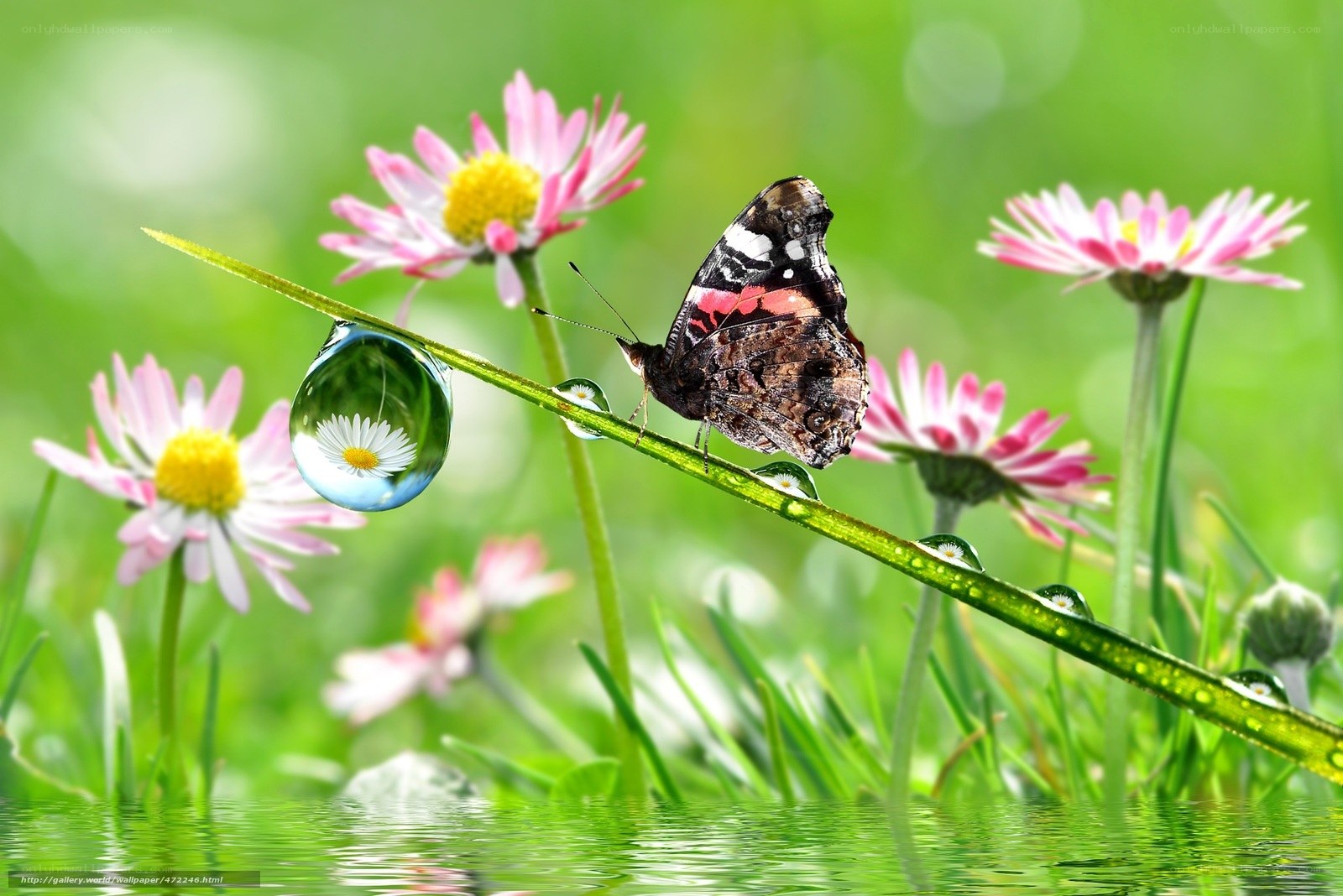 Butterfly on a dew-covered stem