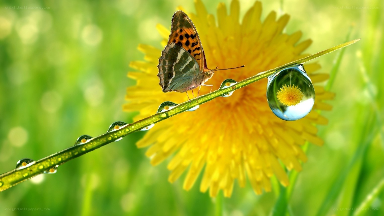 Butterfly on a dew-covered stem