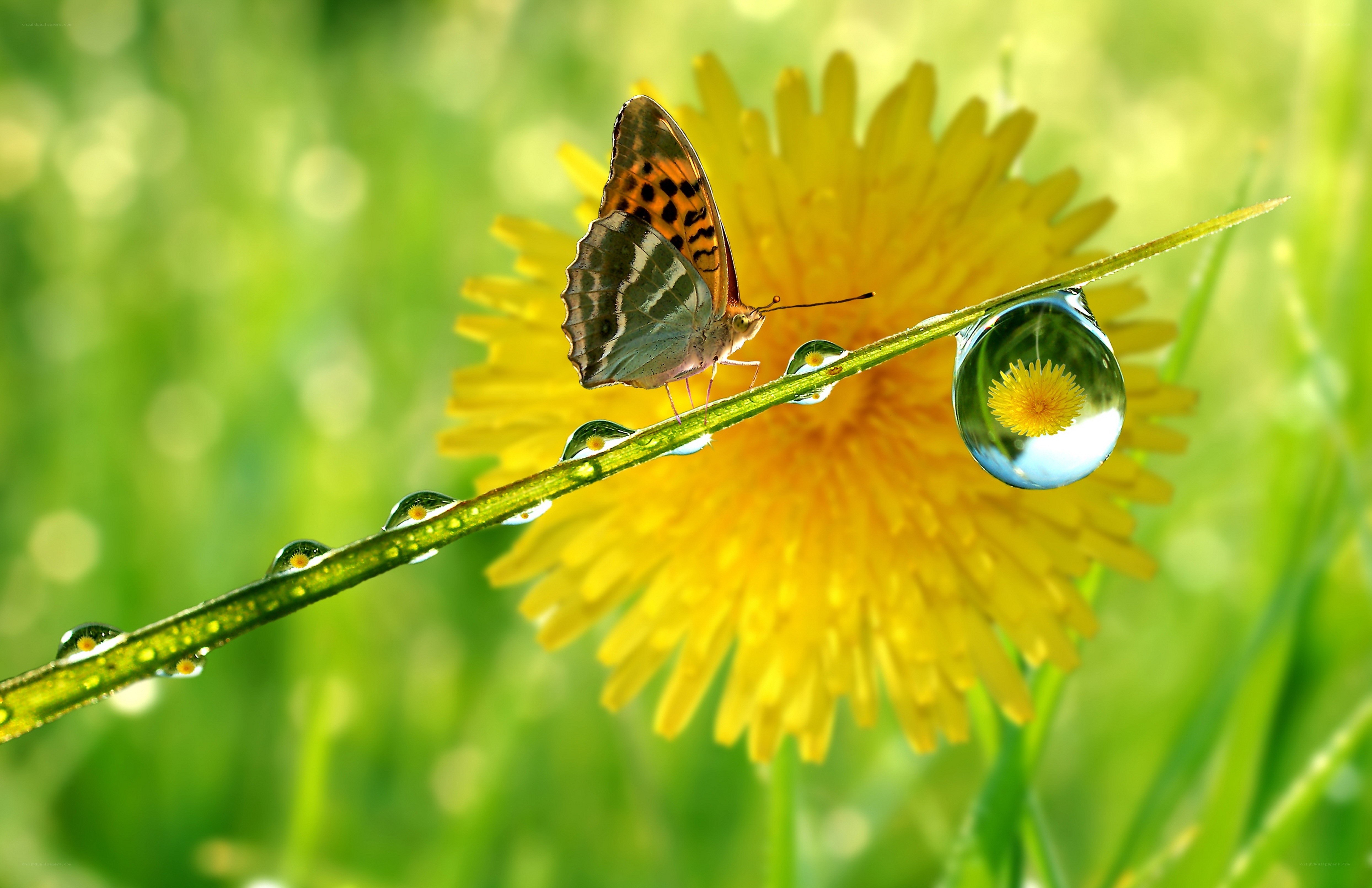 Butterfly on a dew-covered stem