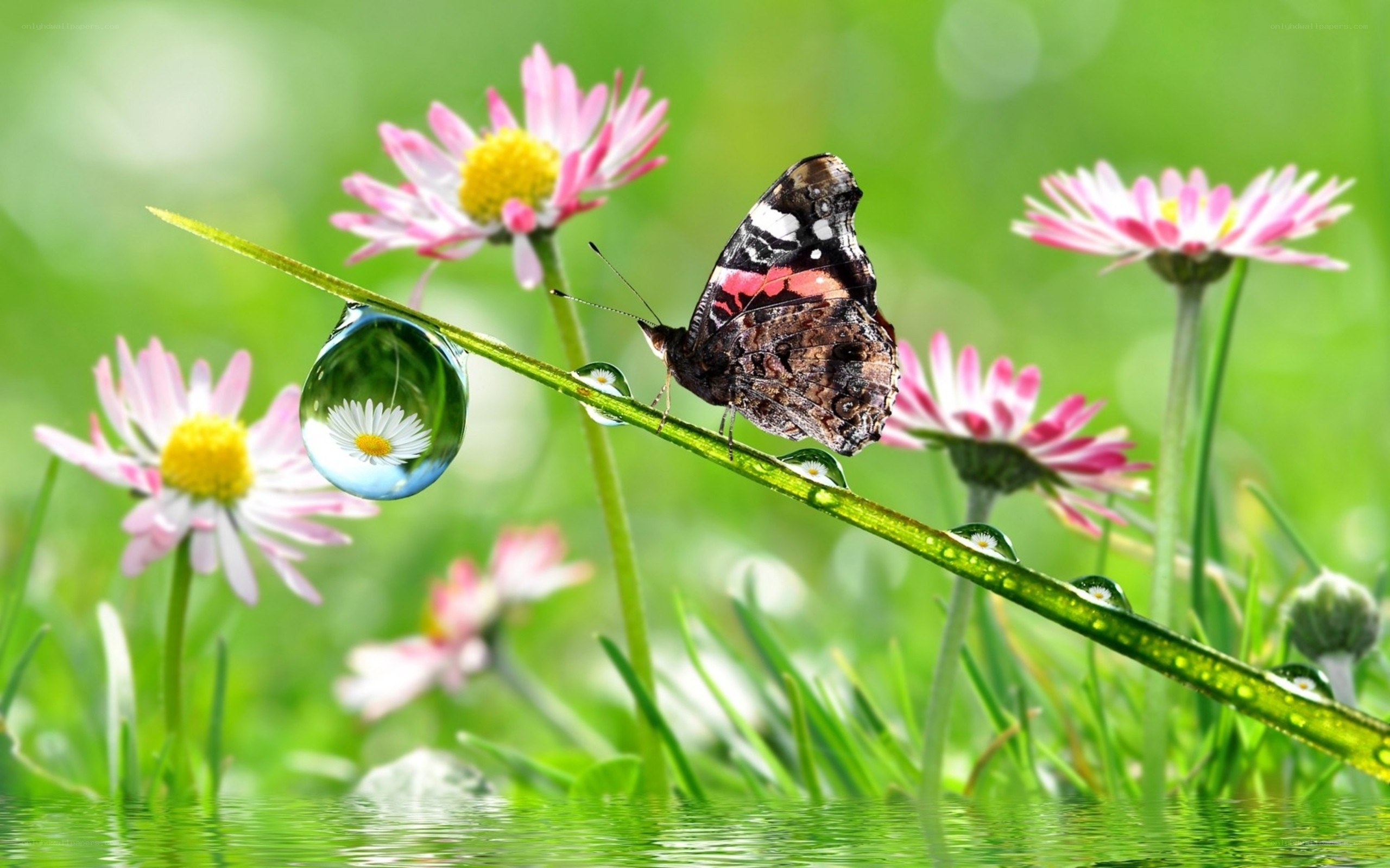 Butterfly on a dew-covered stem