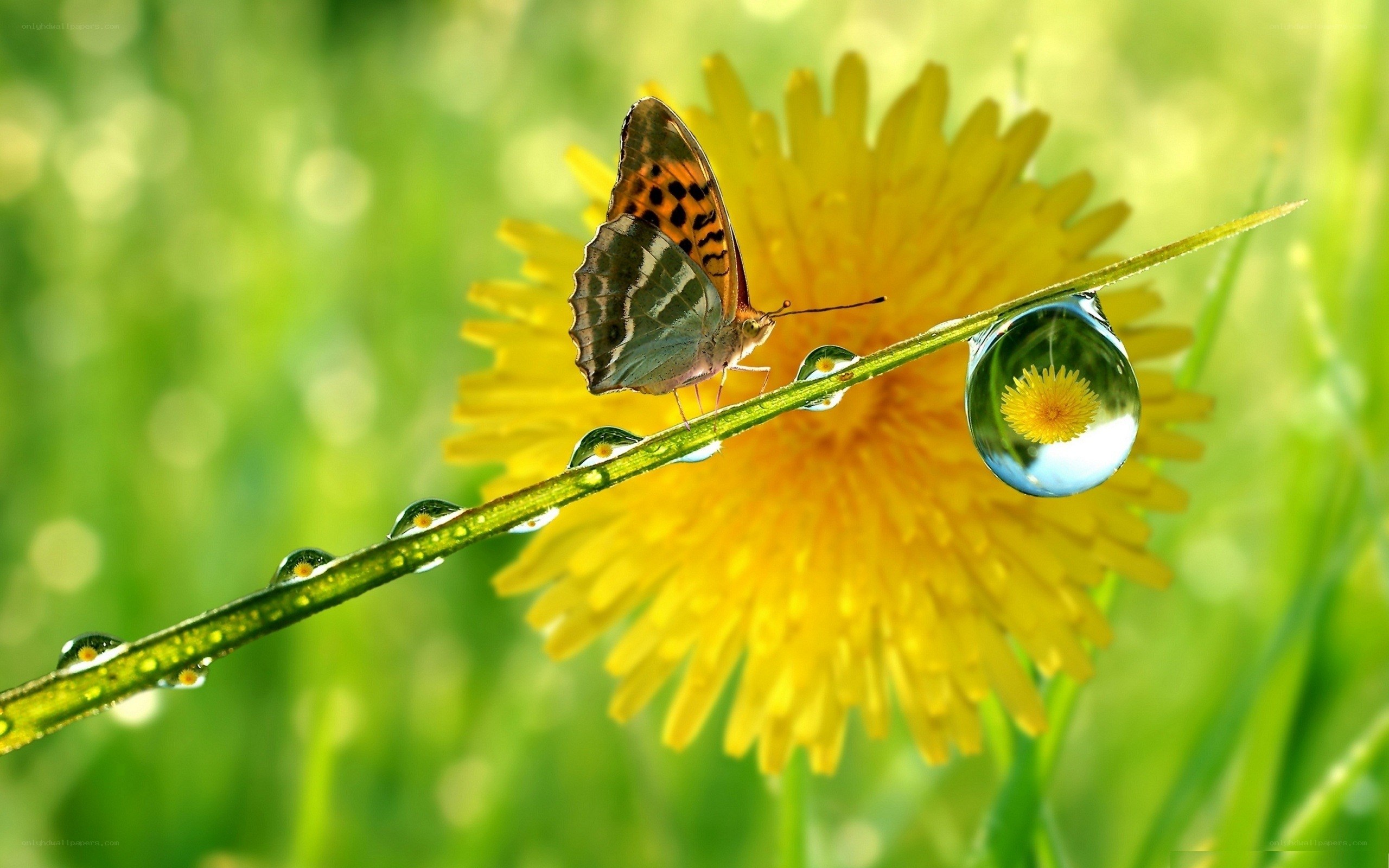 Butterfly on a dew-covered stem