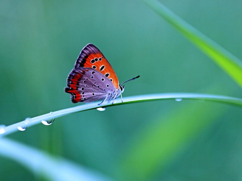 Butterfly on a dewy blade of grass