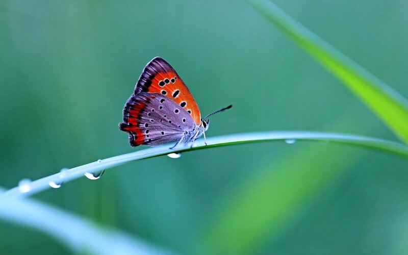 Butterfly on a dewy blade