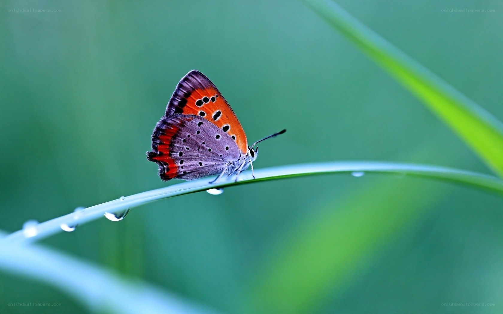 Butterfly on a dewy blade