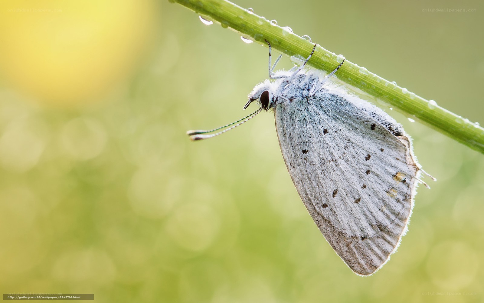 Butterfly on a dewy stem