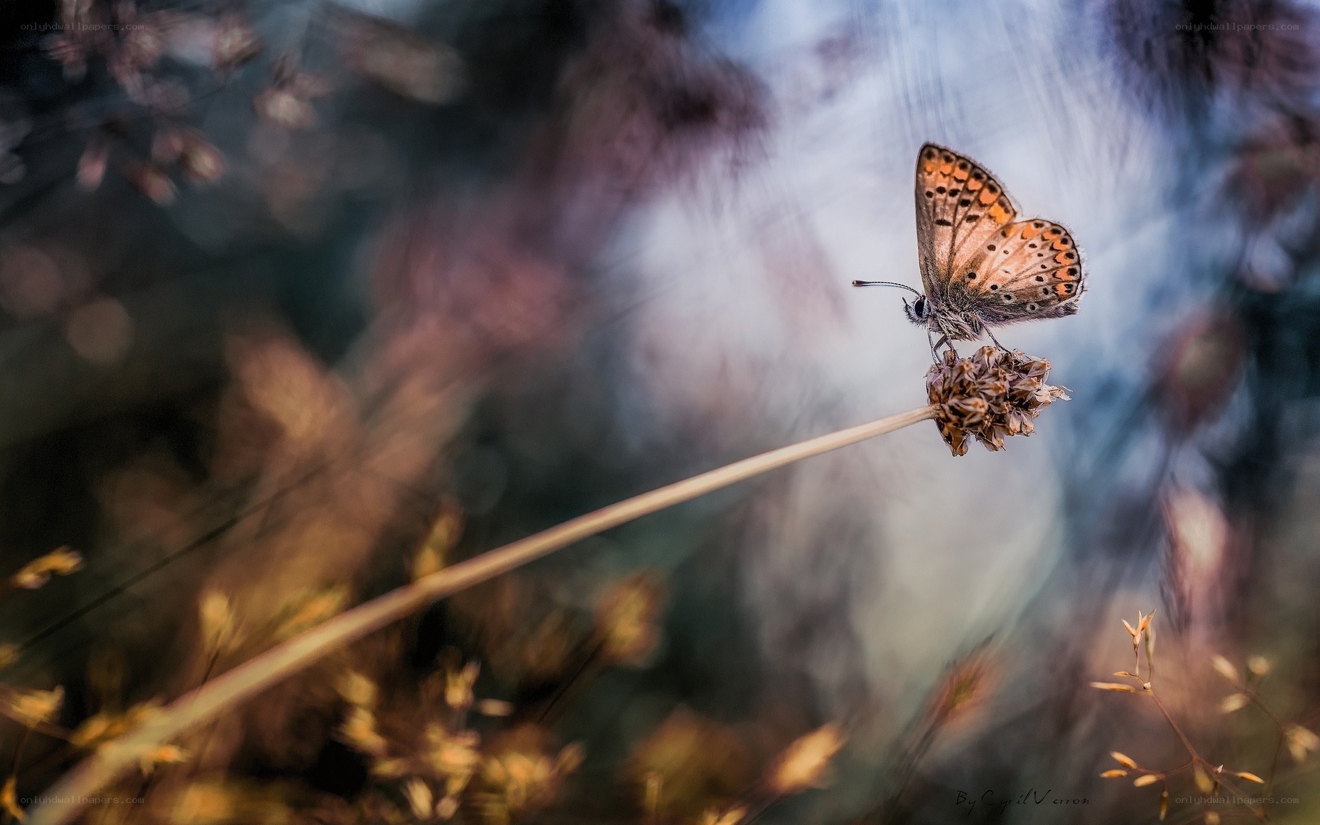Butterfly on a dried flower