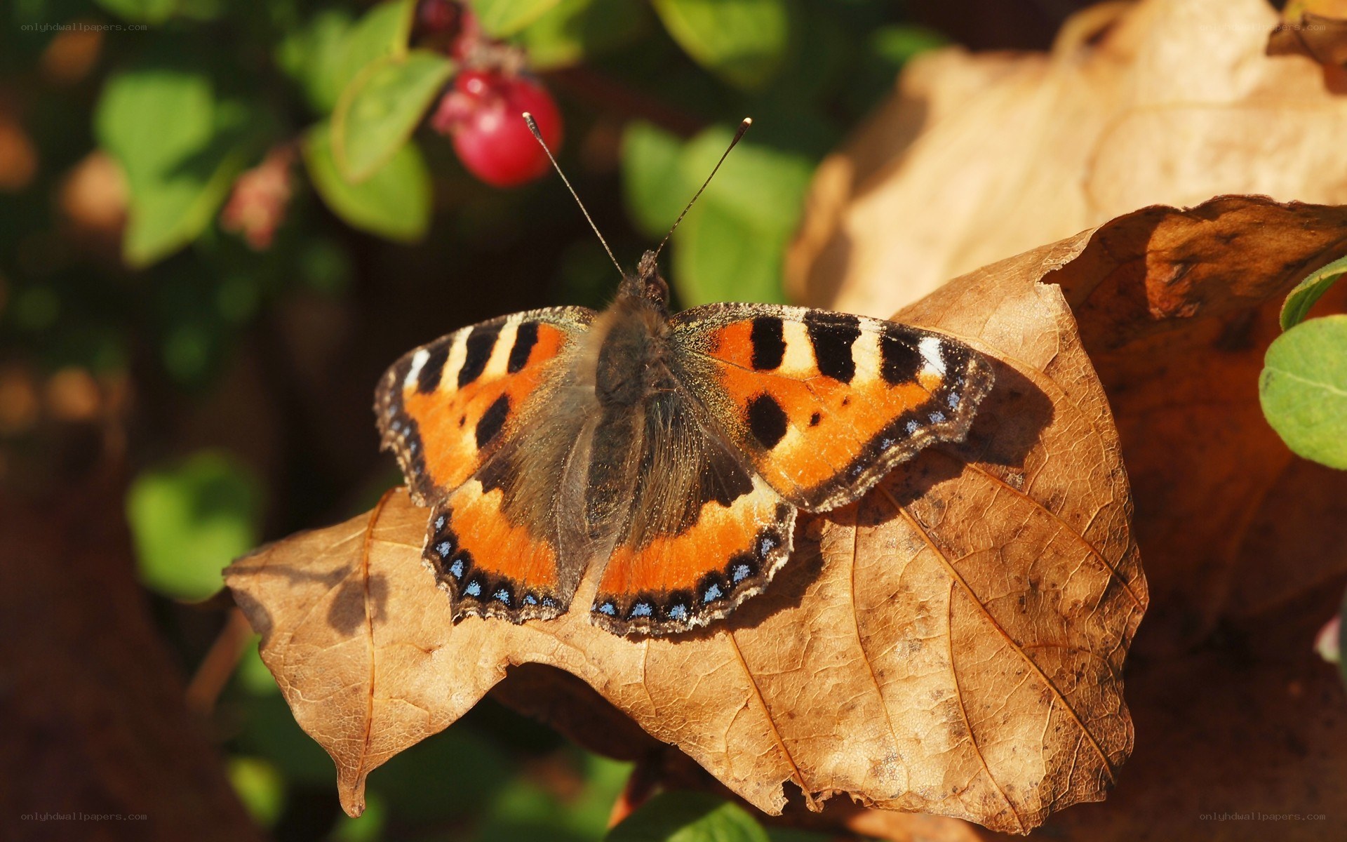 butterfly on a dry leaf