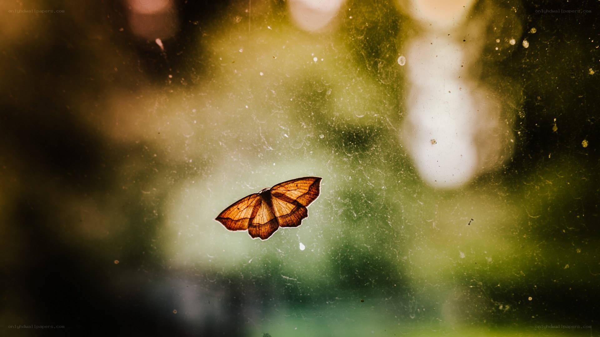 Butterfly on a dusty window