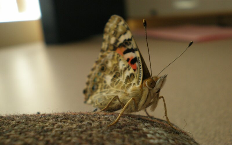 butterfly on a fabric surface