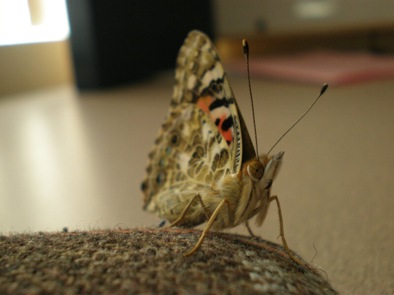 butterfly on a fabric surface