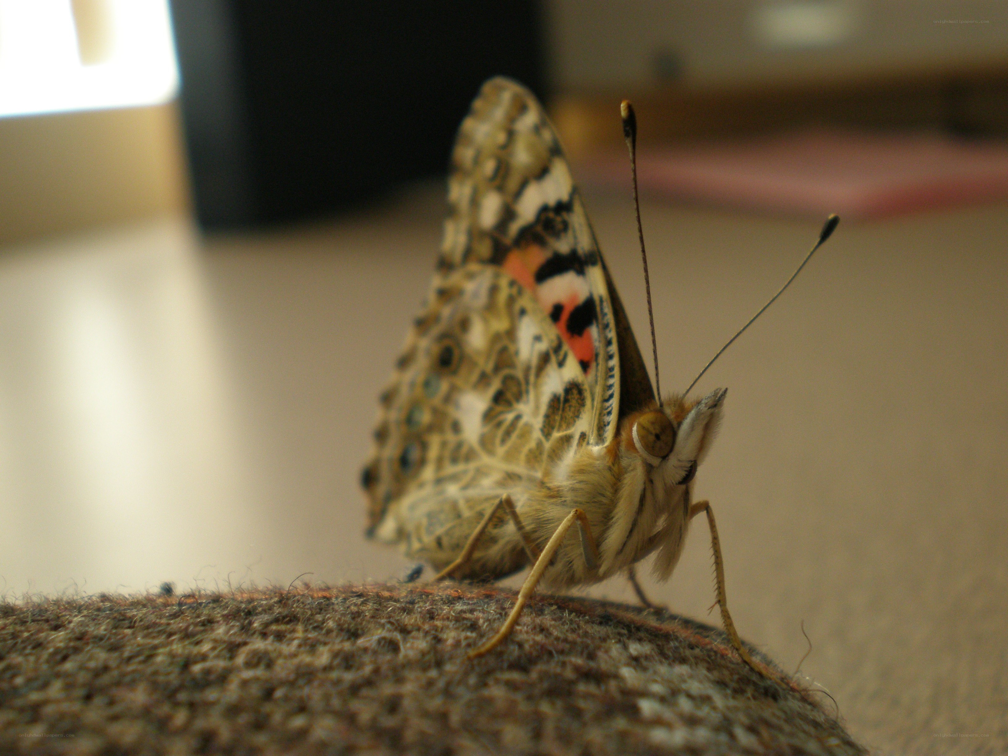 butterfly on a fabric surface