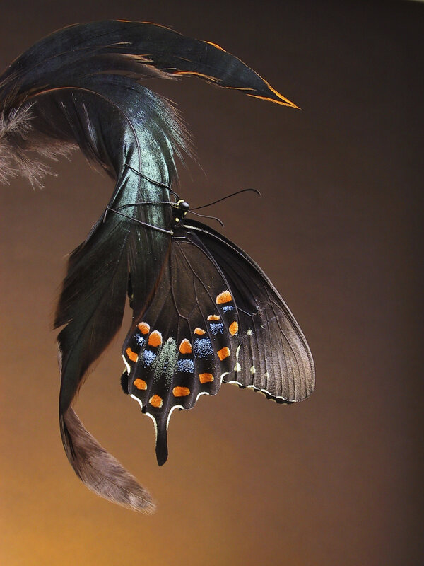 Butterfly on a feather