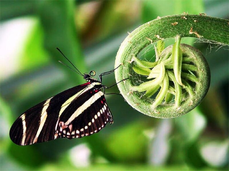 Butterfly on a fern frond