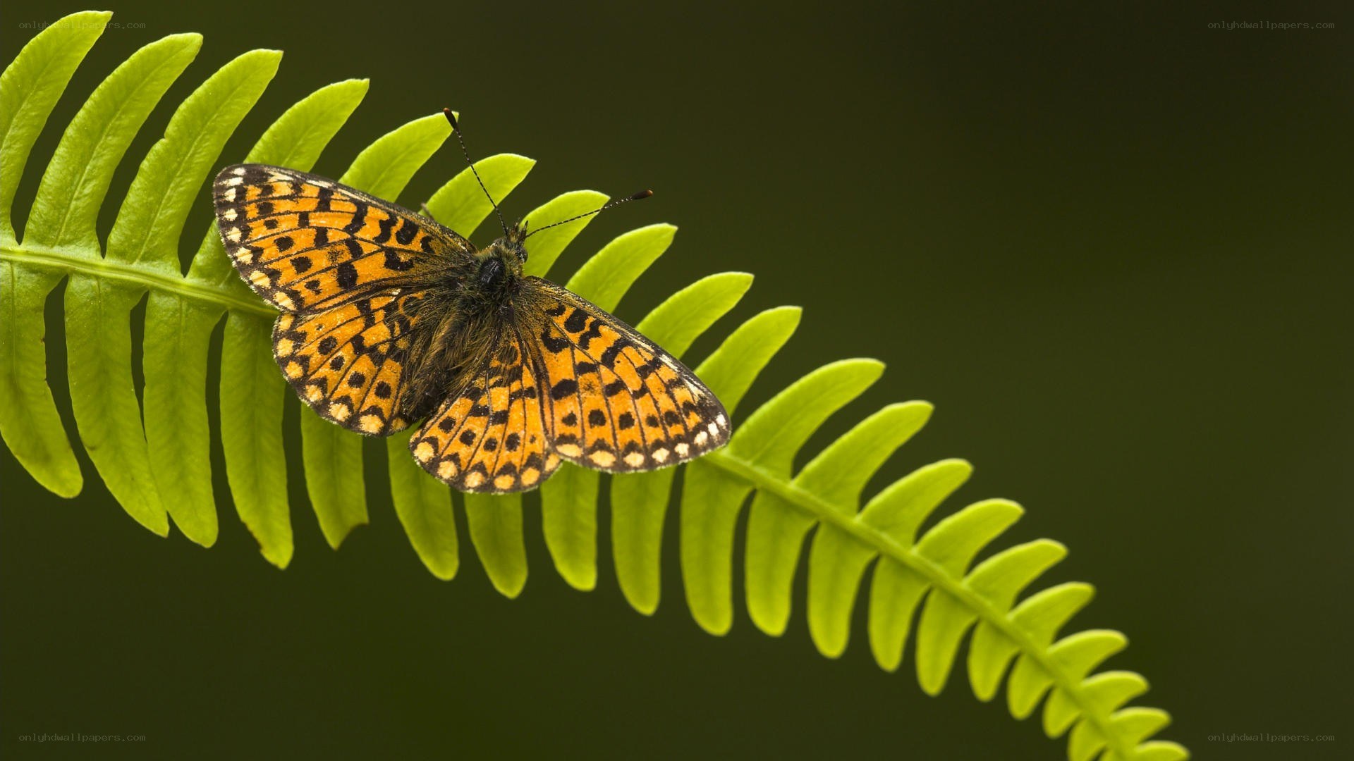Butterfly on a fern leaf
