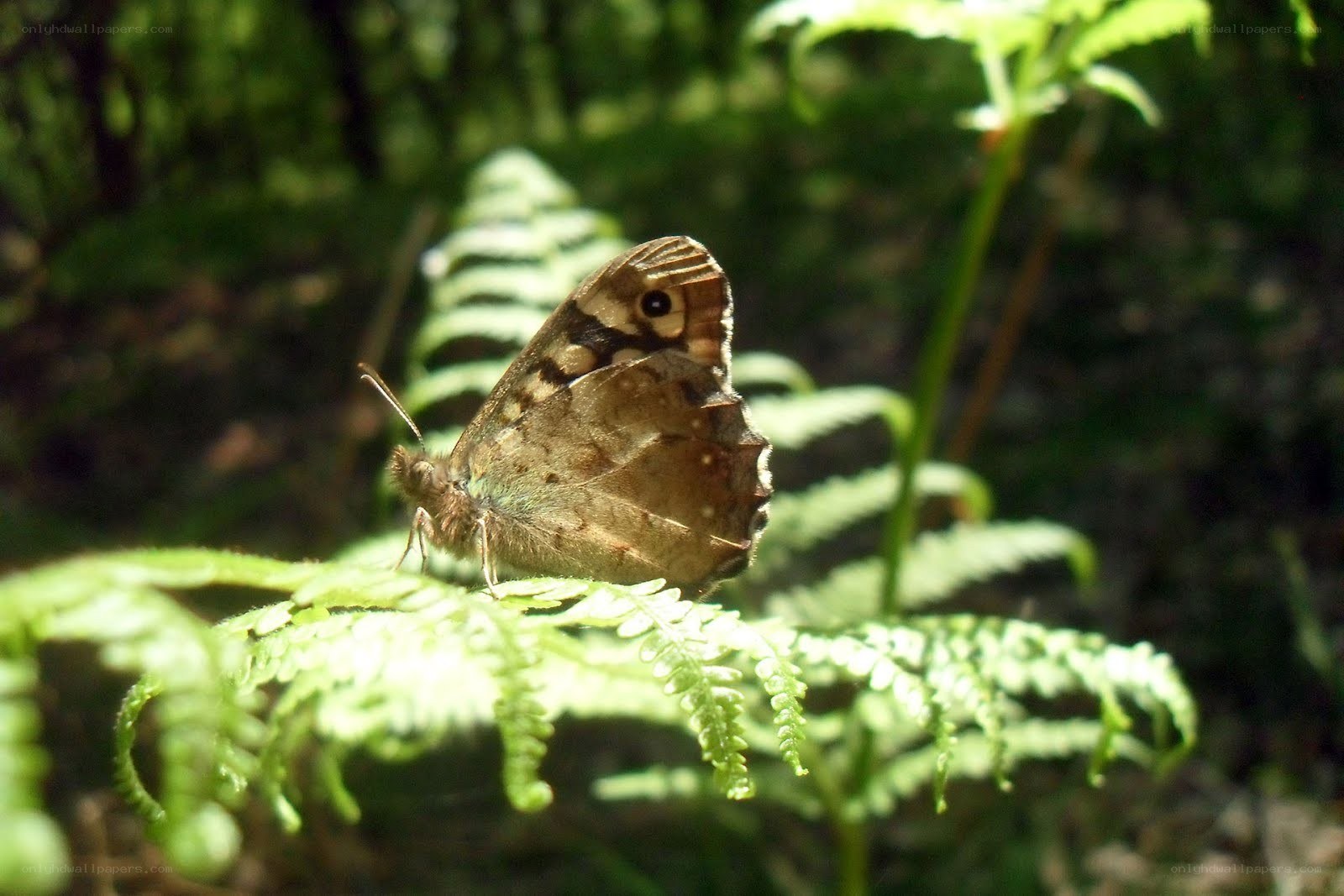 Butterfly on a fern leaf