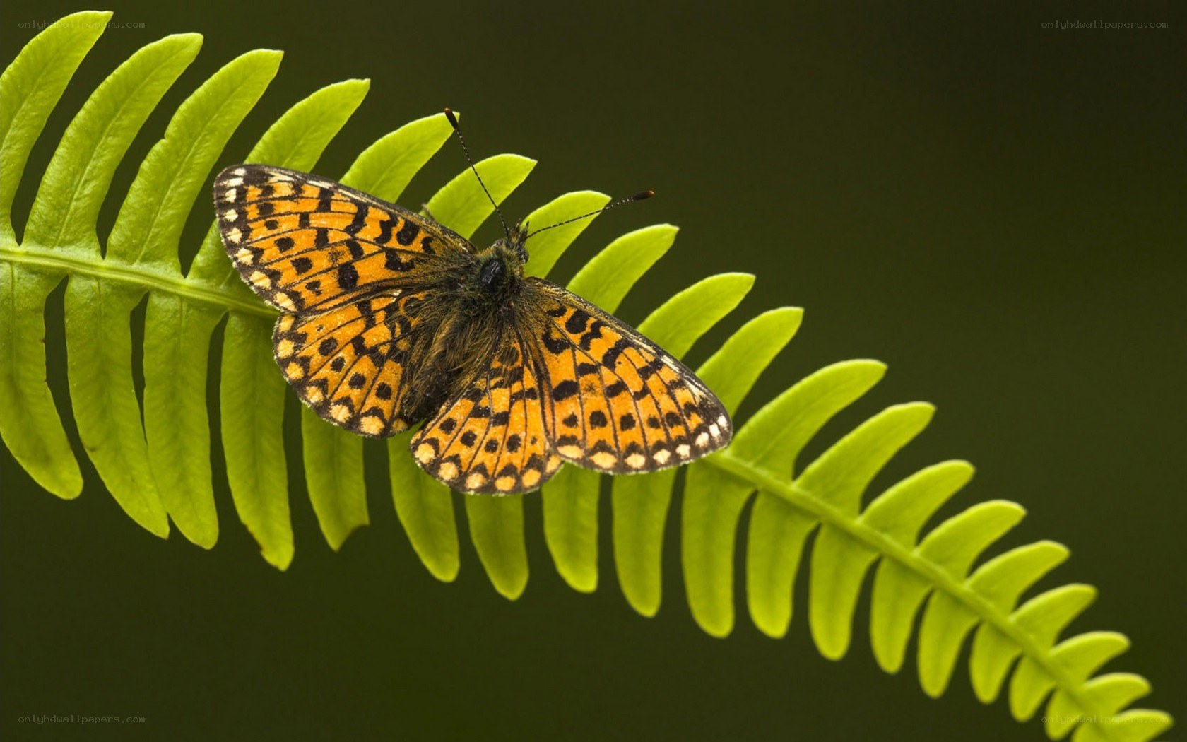 Butterfly on a fern leaf