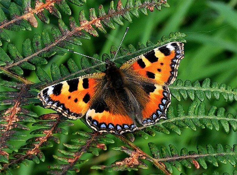 butterfly on a fern leaf