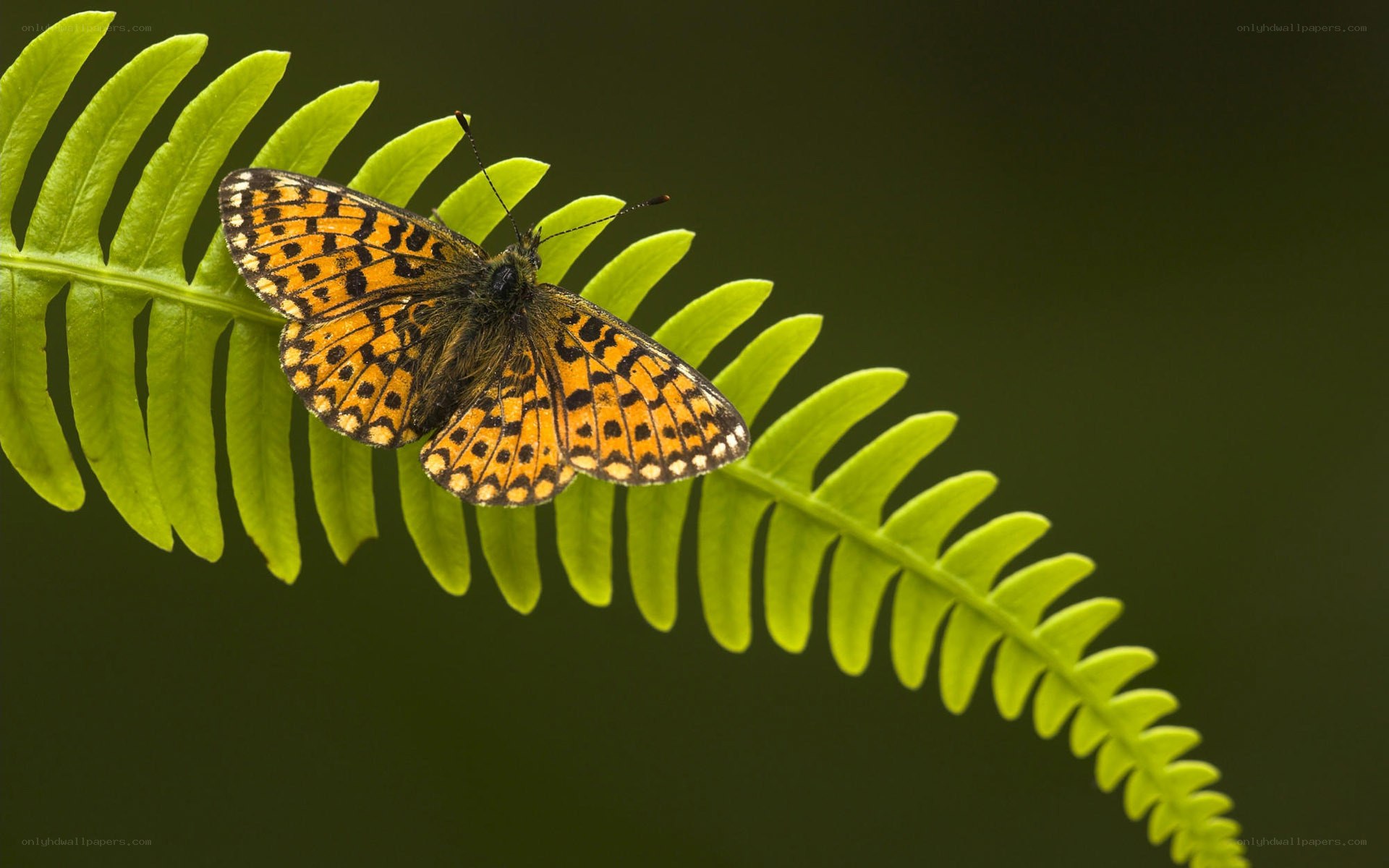 butterfly on a fern leaf