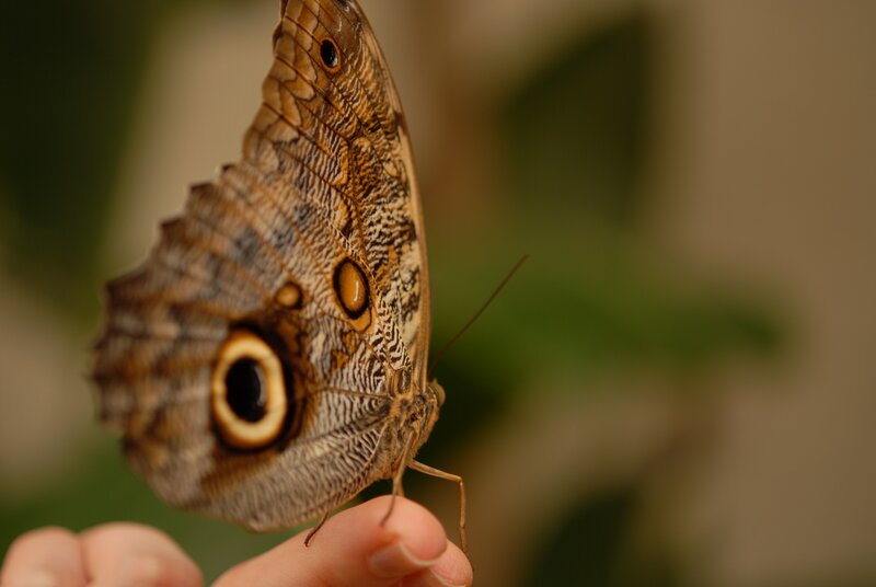 Butterfly on a finger