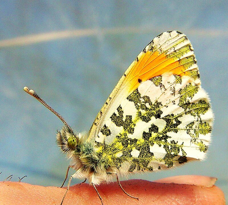 butterfly on a finger