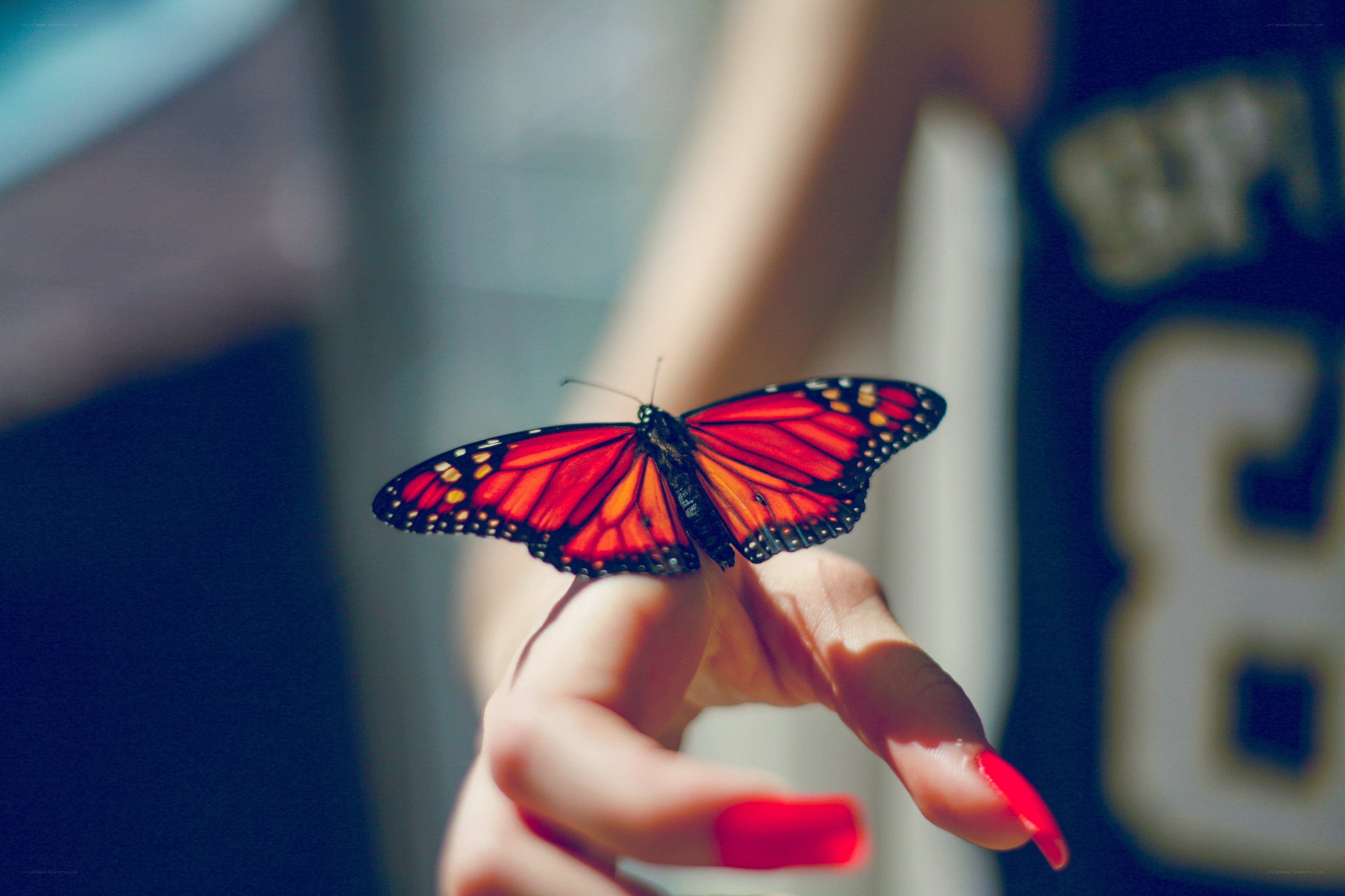 butterfly on a finger