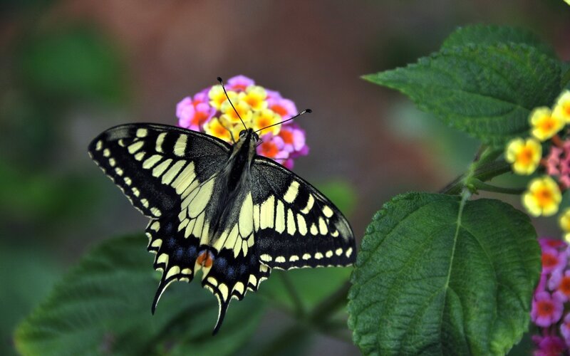 butterfly on a flower