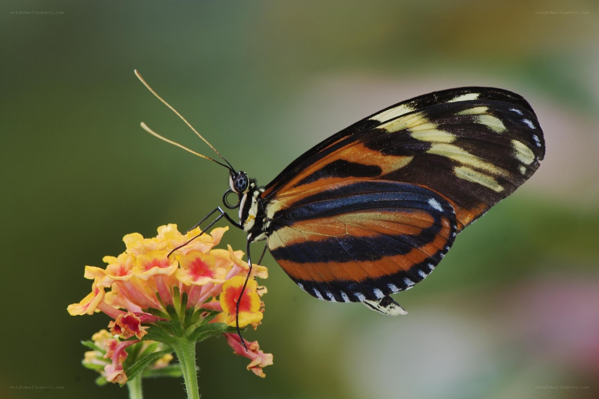 Butterfly on a flower