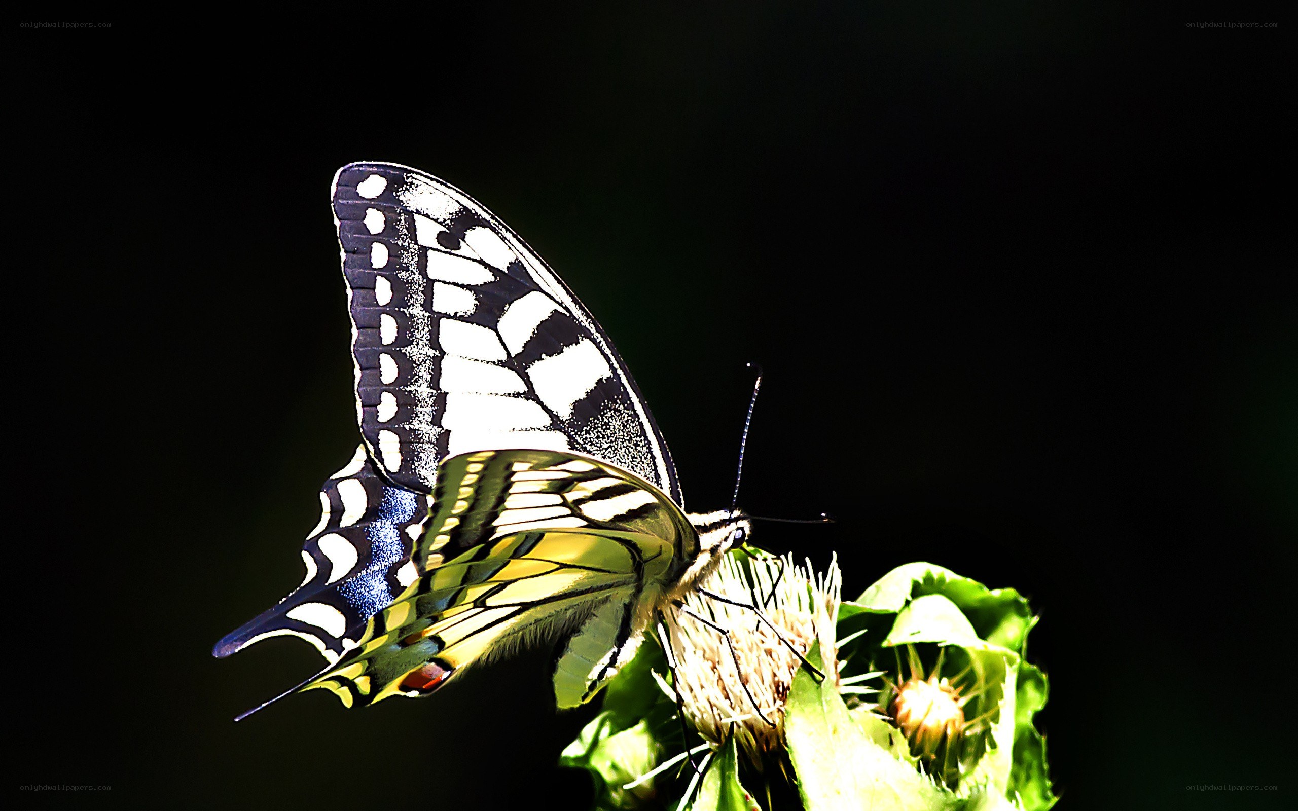 butterfly on a flower
