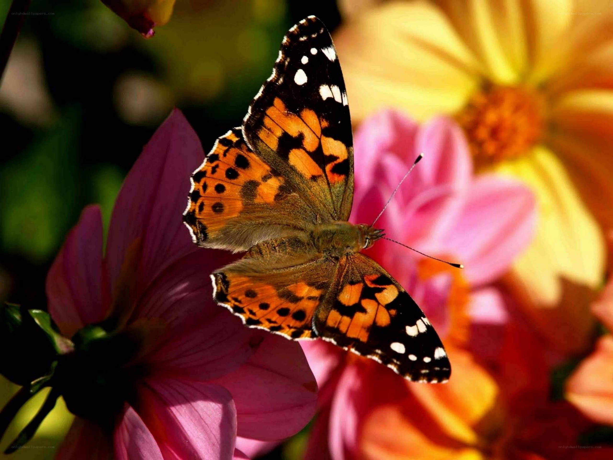 butterfly on a flower