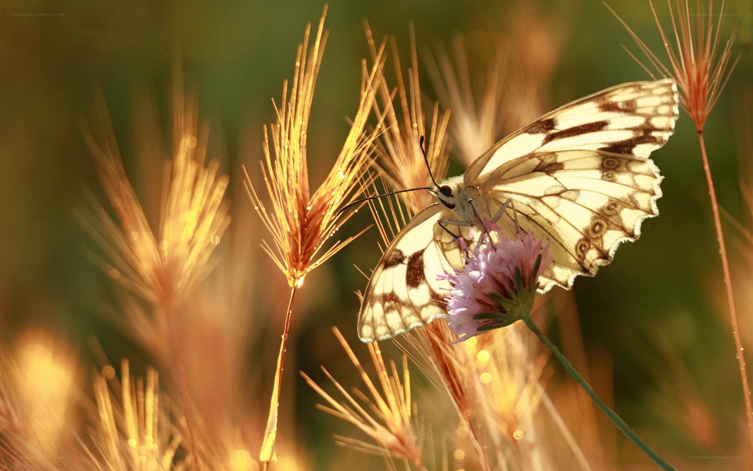 Butterfly on a flower