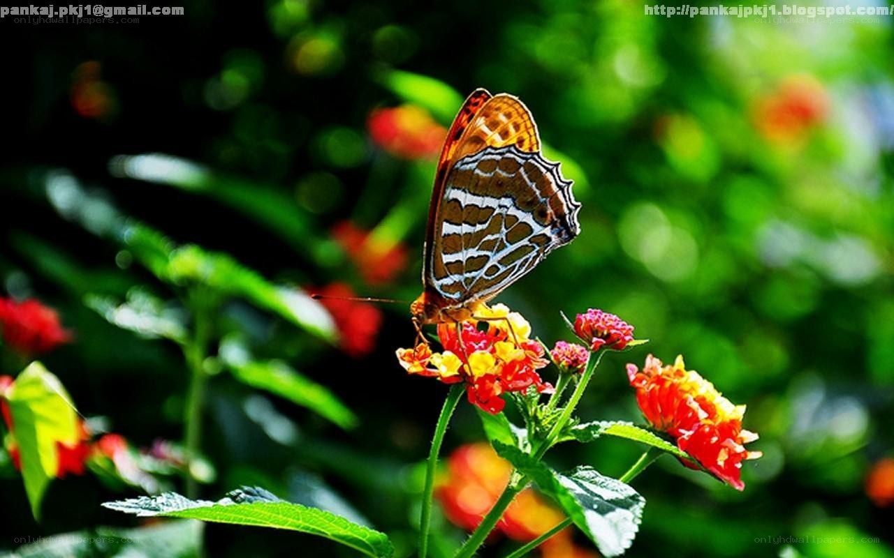 butterfly on a flower