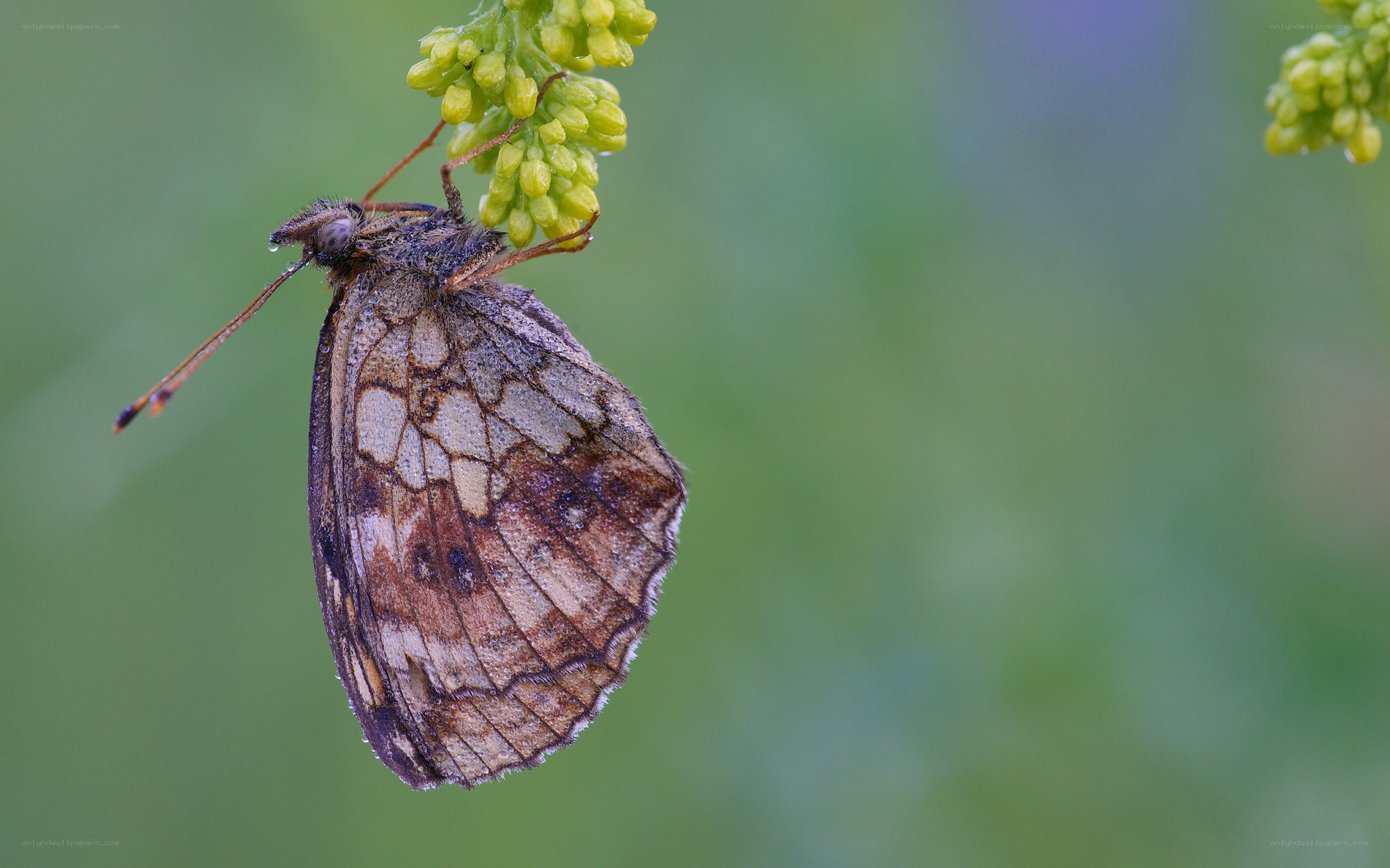 butterfly on a flower