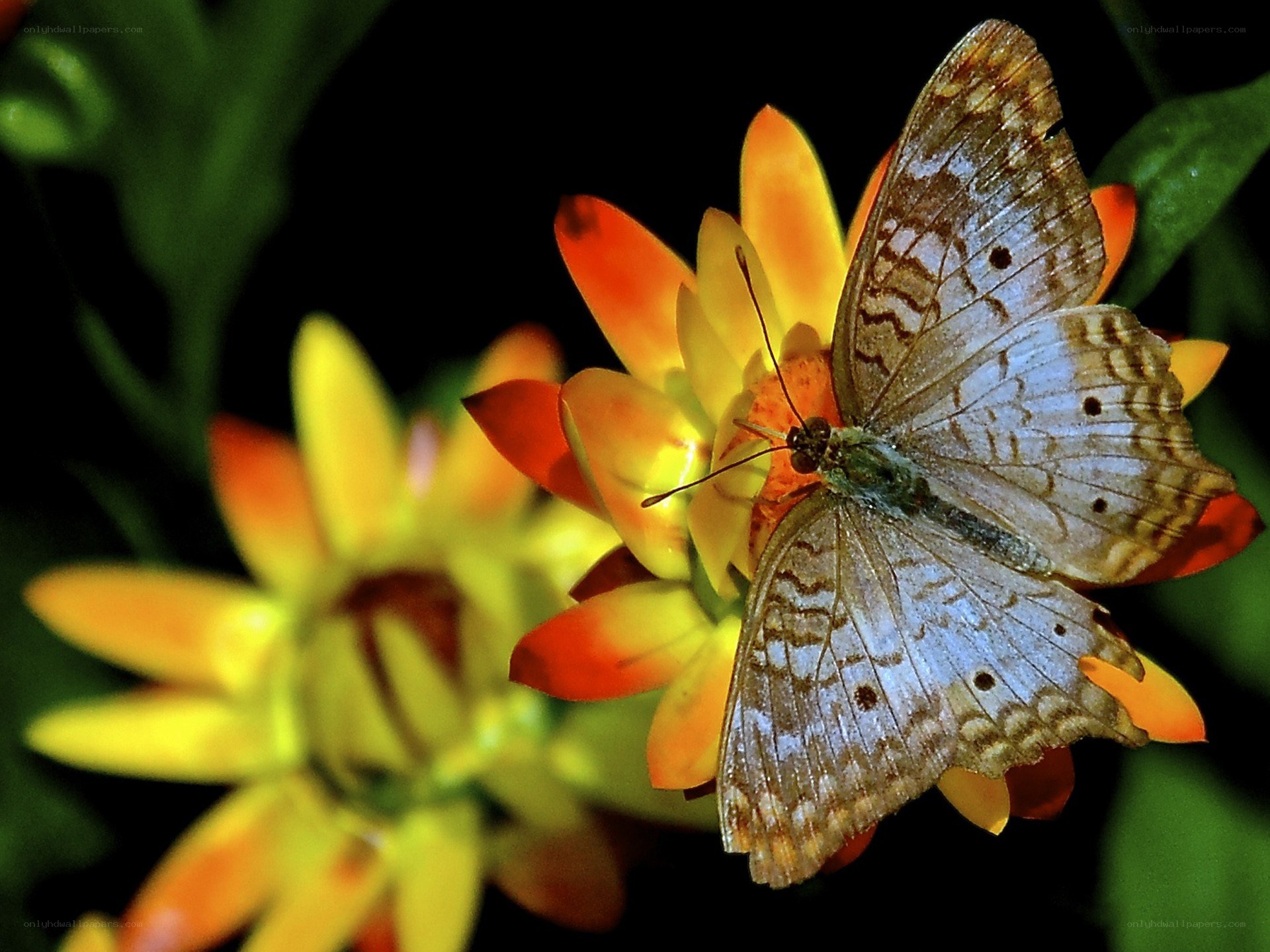 Butterfly on a flower