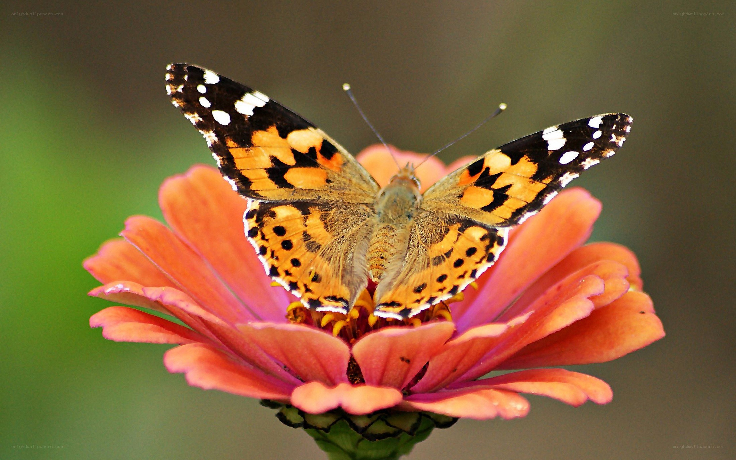 butterfly on a flower