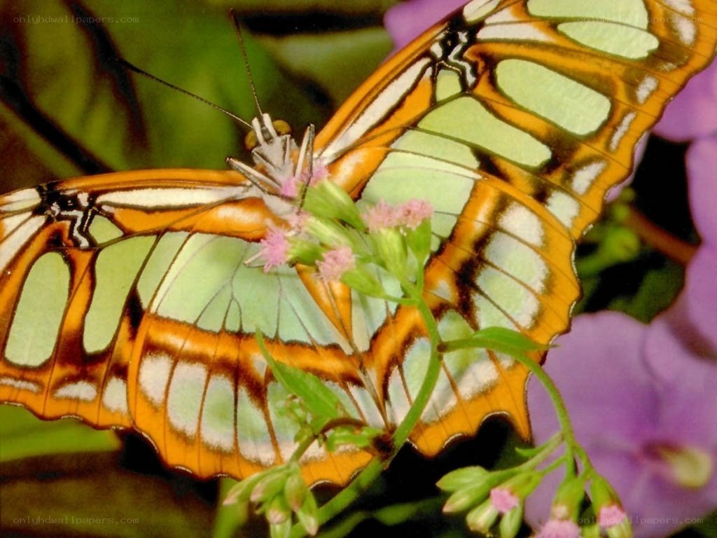 butterfly on a flower