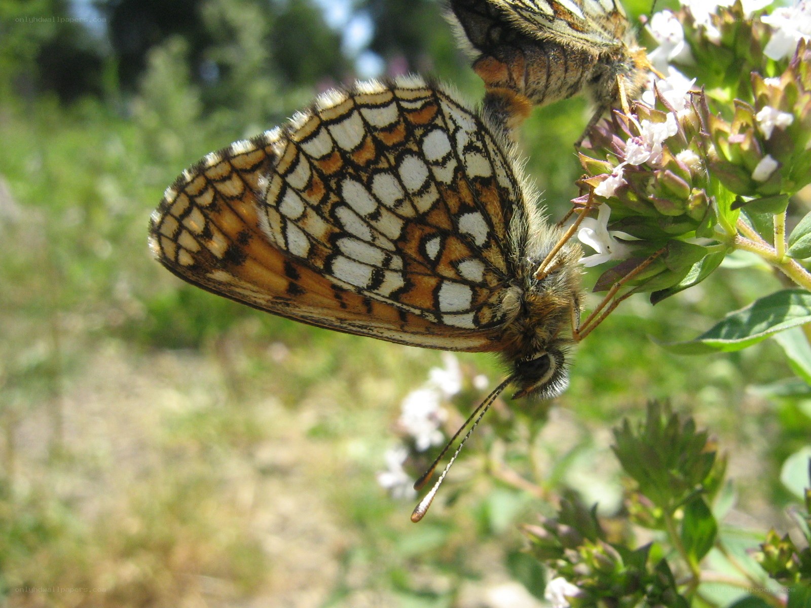 butterfly on a flower