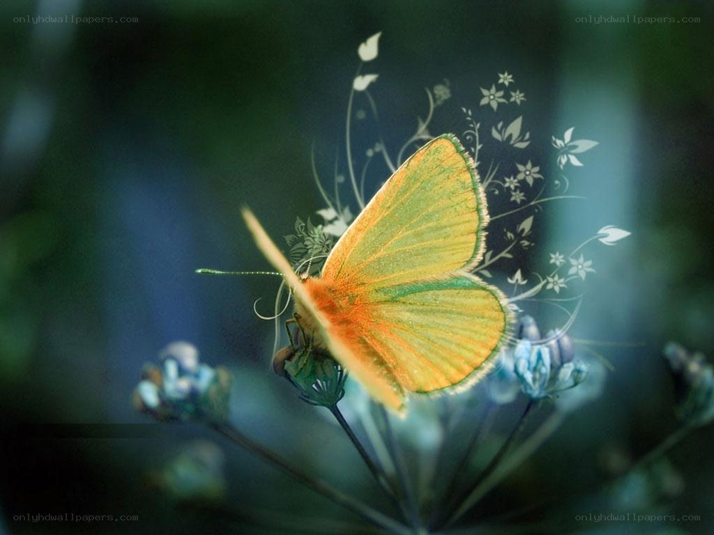 Butterfly on a flower