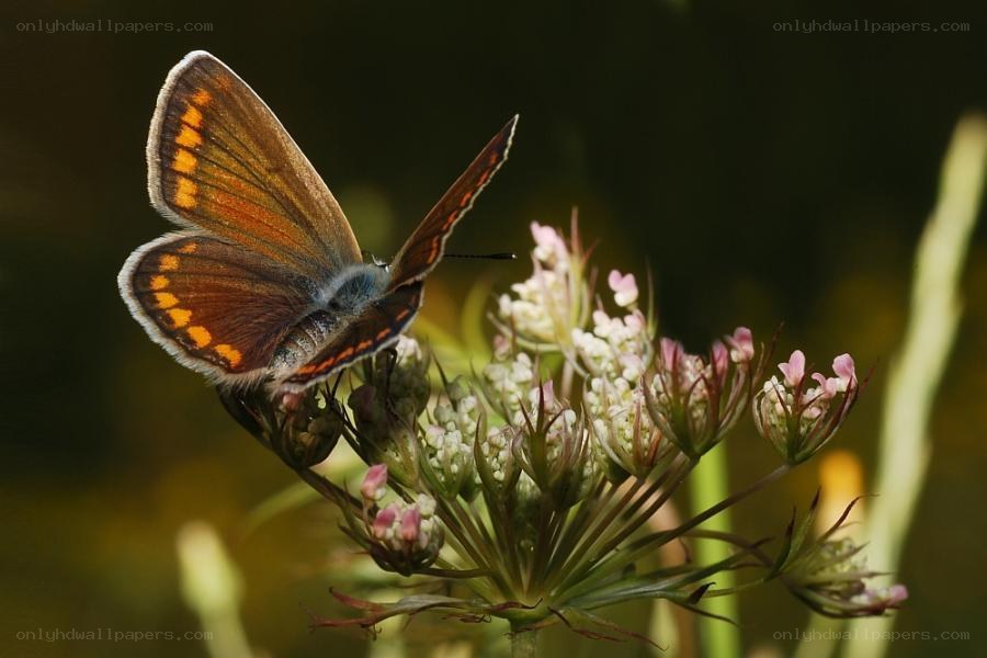 Butterfly on a flower