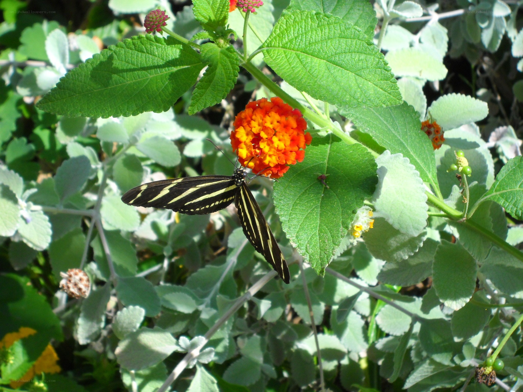 butterfly on a flower