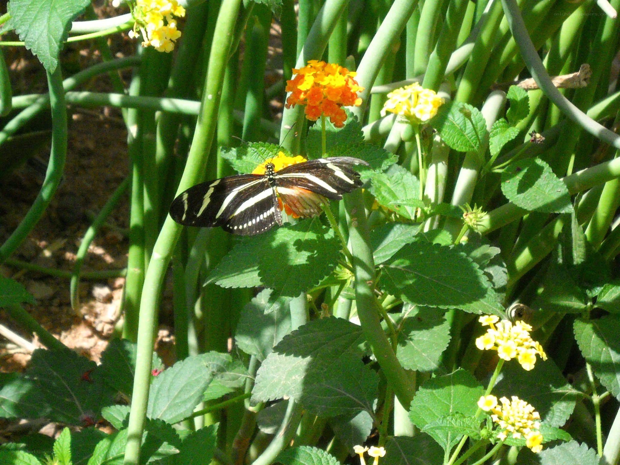 Butterfly on a flower