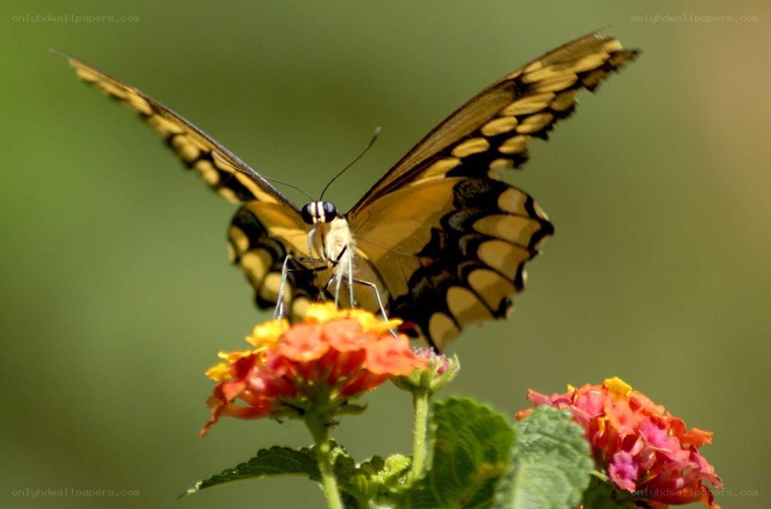 Butterfly on a flower