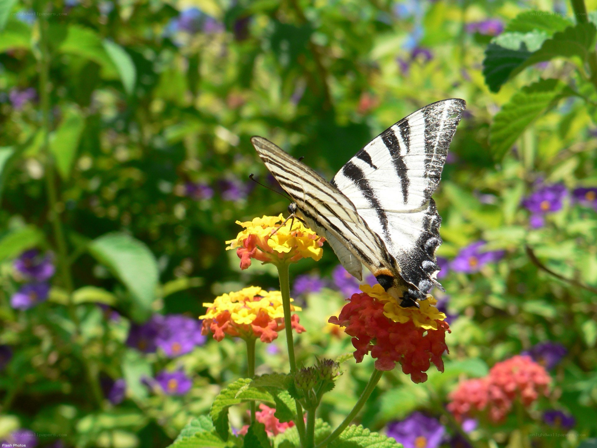 Butterfly on a flower