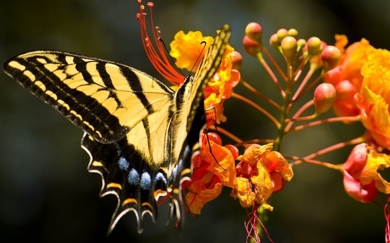 Butterfly on a flower