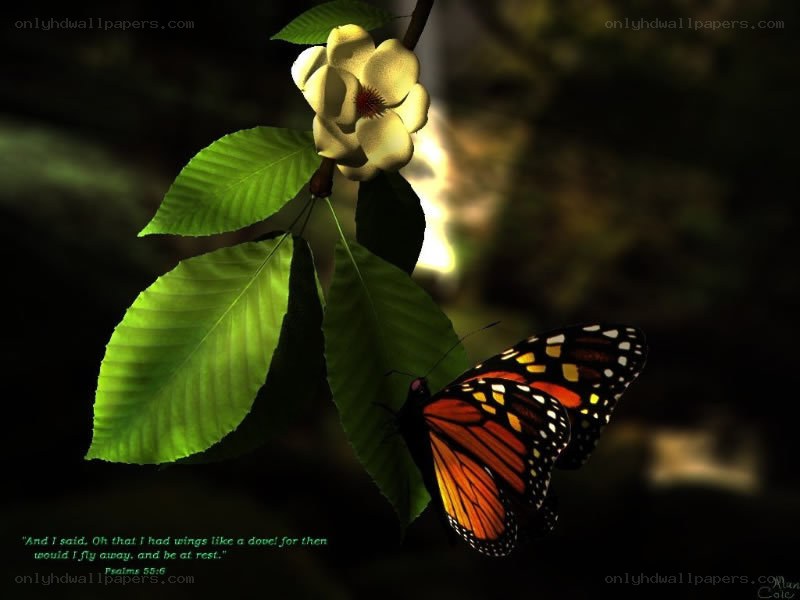 butterfly on a flower