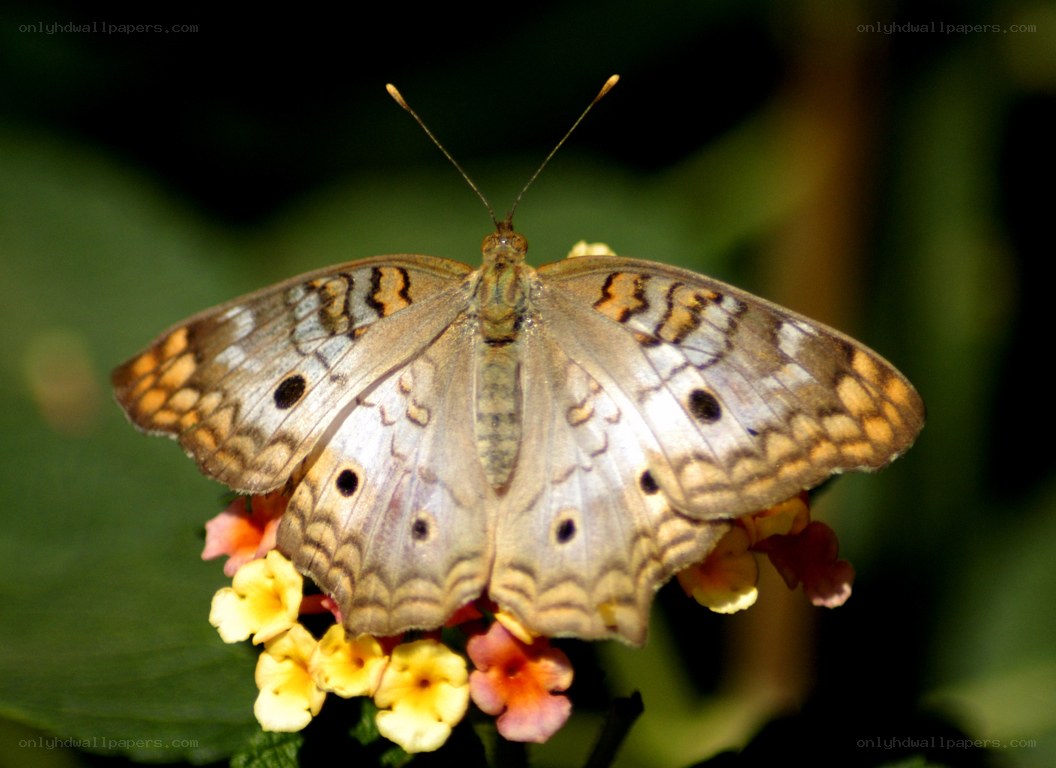 Butterfly on a flower