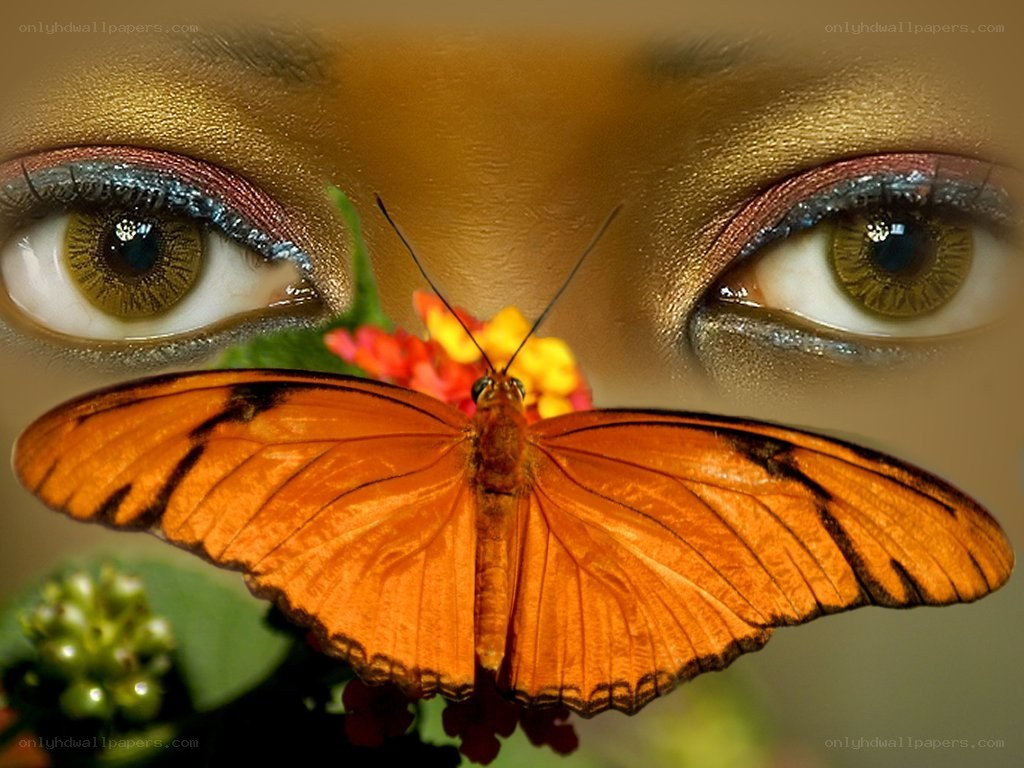 butterfly on a flower